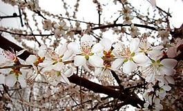 春雨桃花艷圖片