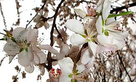 春雨桃花艷圖片