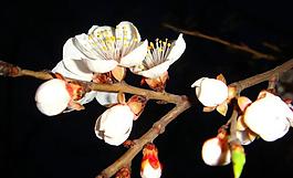 春雨桃花艳图片