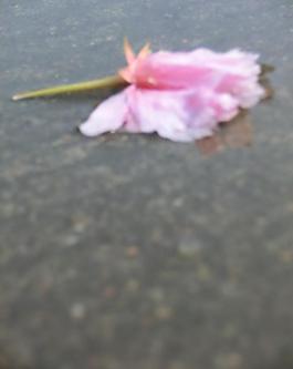 櫻花圖片