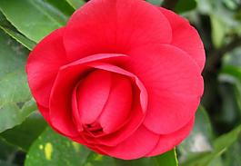 茶花圖片