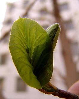 鲜花图片