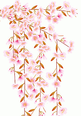 櫻花圖片
