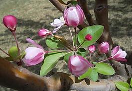 海棠花花蕾圖片