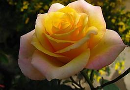 月季花圖片