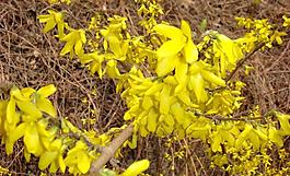 迎春花圖片
