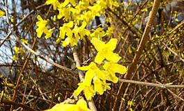 迎春花圖片