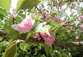 櫻花盛開(kāi)圖片
