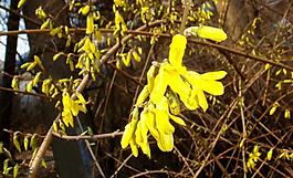 迎春花圖片