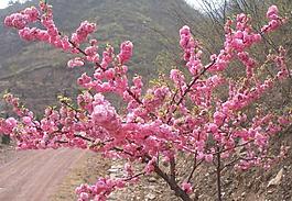 櫻花圖片