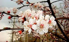 春雨桃花艷圖片