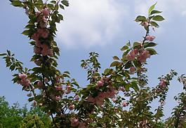 櫻花盛開(kāi)圖片