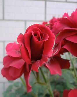 誘人的紅色月季花圖片