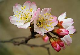 櫻桃花圖片