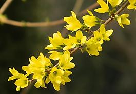 迎春花圖片