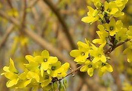 迎春花圖片