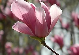 玉蘭花圖片