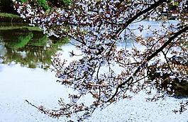 桃花圖片