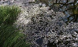 爛漫櫻花花瓣圖片