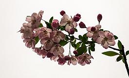 上海桃花圖片