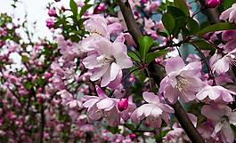 桃花圖片
