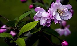 桃花圖片