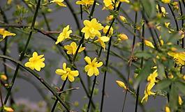 迎春花圖片