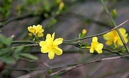 迎春花圖片