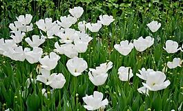 白色郁金香花海图片
