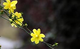迎春花圖片