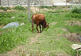 田間野趣圖片