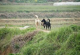 田間野趣圖片