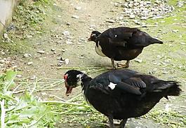 鄉間野趣圖片