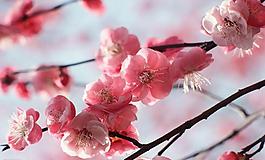 春暖花開圖片