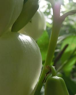 白色的花圖片