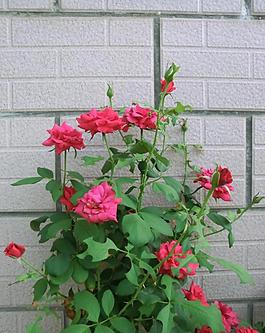 月季花圖片