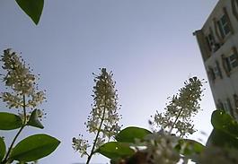 白色小花图片