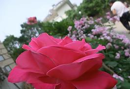月季花圖片