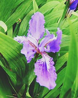 鳶尾花圖片
