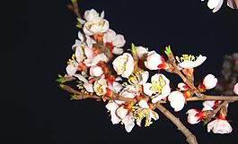 春雨桃花艳图片