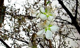 春雨桃花艷圖片