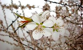 春雨桃花艷圖片