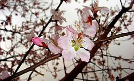 春雨桃花艷圖片