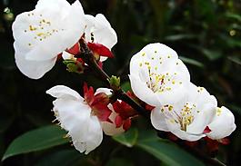 櫻花圖片