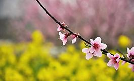 春日桃花圖片