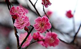 二月臘梅圖片