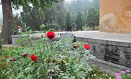 月季花圖片