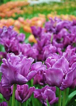紫色郁金香花海图片