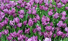 紫色郁金香花海图片