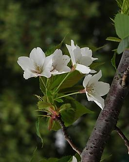 白色樱花 绿叶 樱树图片